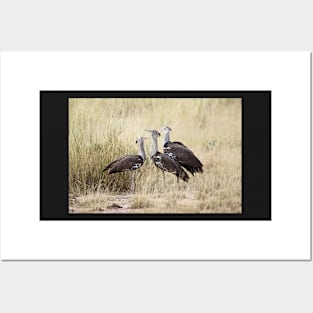 Kori Bustard, Kenya Posters and Art